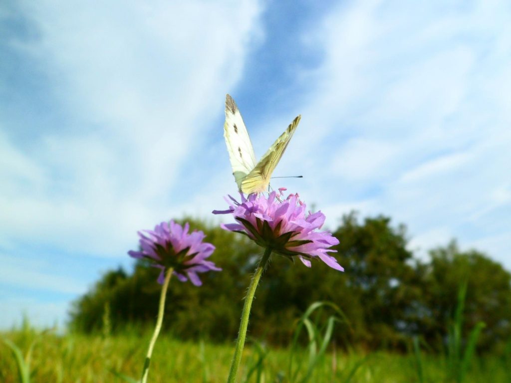 butterfly76 butterfly 1226149 1920