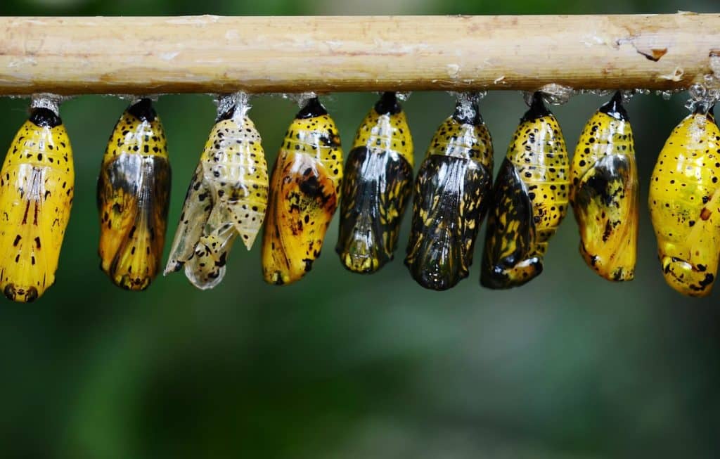 The caterpillars cocoon and journey becoming a butterfly