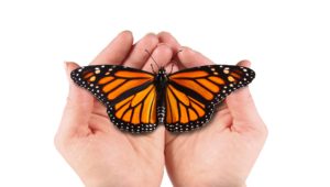 The caterpillar's journey to becoming a butterfly