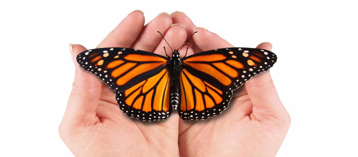 The caterpillar's journey to becoming a butterfly